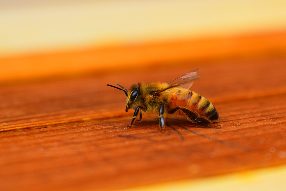Honey bee